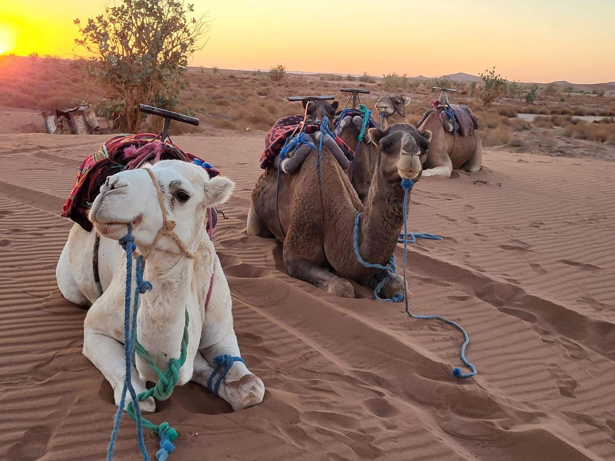 Desert Chegaga Luxury Camp El Gouera Dış mekan fotoğraf