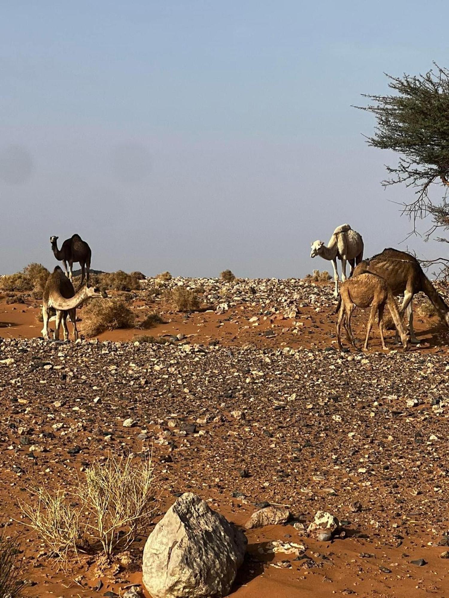 Desert Chegaga Luxury Camp El Gouera Dış mekan fotoğraf